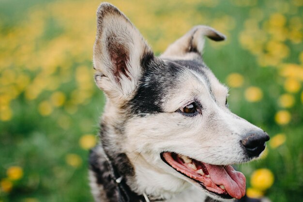 Cachorro fofo em uma caminhada no gramado da natureza com flores amarelas