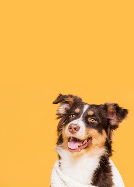 Foto cachorro fofo em uma toalha