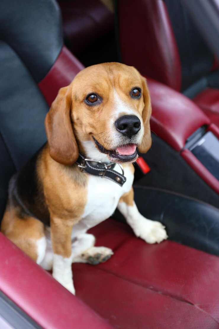 Foto cachorro fofo engraçado no carro
