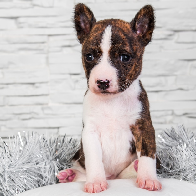 Cachorro fofo engraçado tigrado basenji está sentado sobre um travesseiro fofo branco isolado na parede branca. Natal de inverno