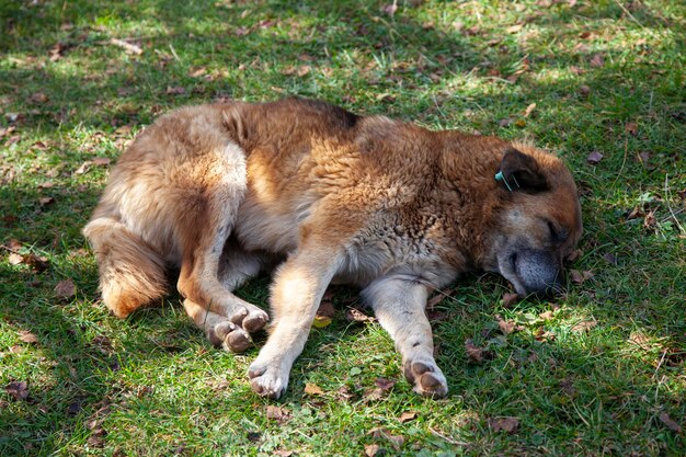 cachorro fofo está dormindo na grama. Lindo cão vadio enrolado e tirando uma soneca.