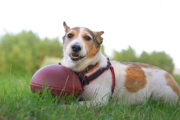 Cachorro fofo feliz brincando com bola de futebol americano deitada na grama verde ao ar livre no parque