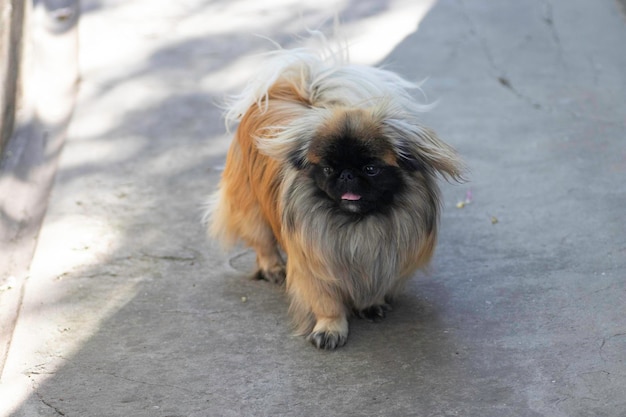 cachorro fofo fofo vermelho pequinês é muito fofo estoque