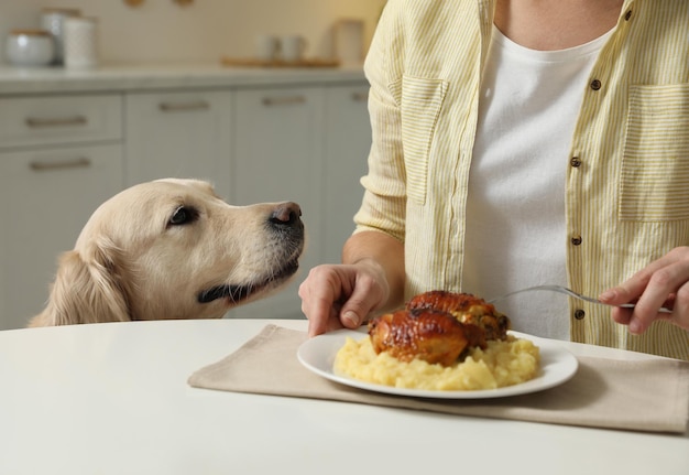 Foto cachorro fofo implorando por comida enquanto o dono come na mesa