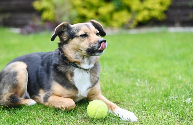 Cachorro fofo lambendo o nariz cachorro preto e marrom deitado na grama com bola de tênis Cão pequeno posando
