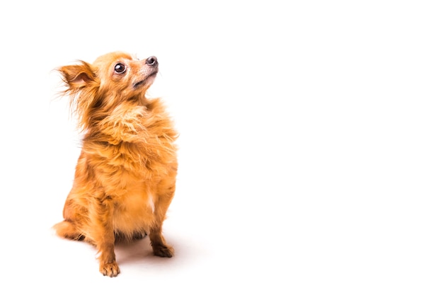 Foto cachorro fofo marrom sentado sobre fundo branco