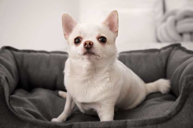 Cachorro fofo na cama do animal de estimação em casa