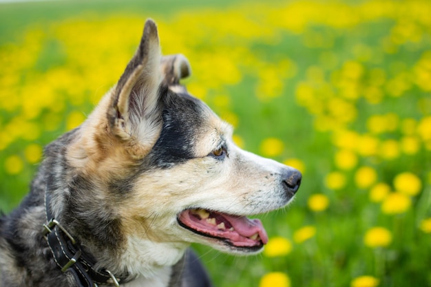 Cachorro fofo na primavera com flores amarelas em um campo de dente-de-leão