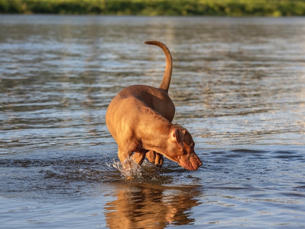 Cachorro fofo nadando no rio em um dia claro e ensolarado Closeup ao ar livre Luz do dia Conceito de cuidado educação obediência treinamento e criação de animais de estimação