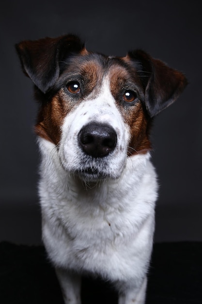 Foto cachorro fofo no estúdio em um fundo cinza