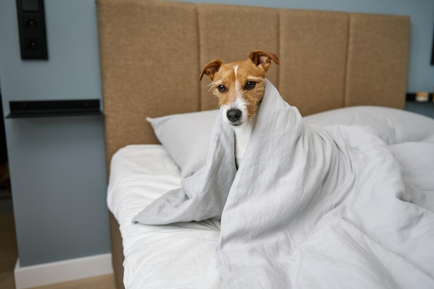 Cachorro fofo no quarto animal de estimação debaixo do cobertor na cama