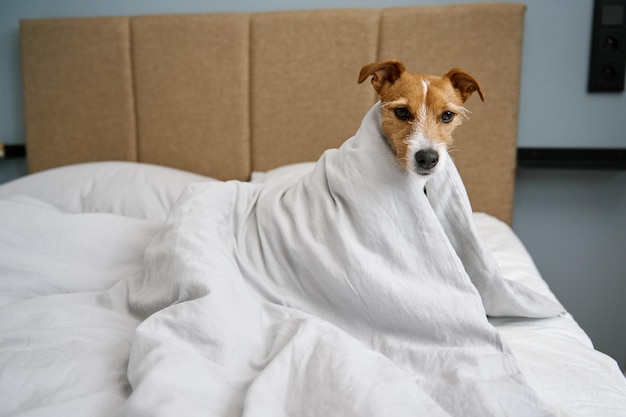 Cachorro fofo no quarto Animal de estimação debaixo do cobertor na cama