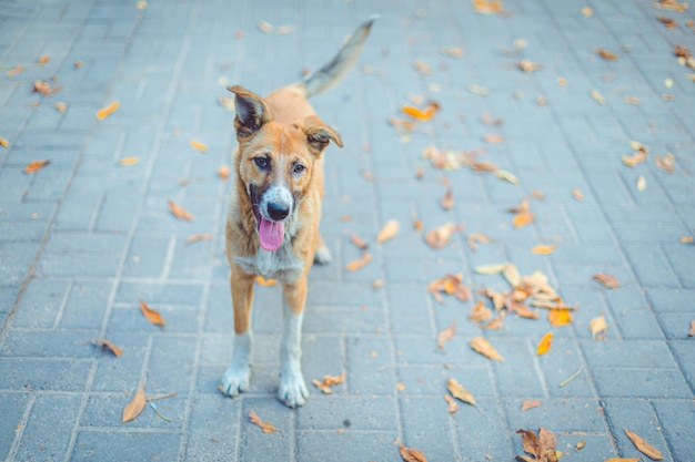 Cachorro fofo olhando para a câmera com a língua saliente