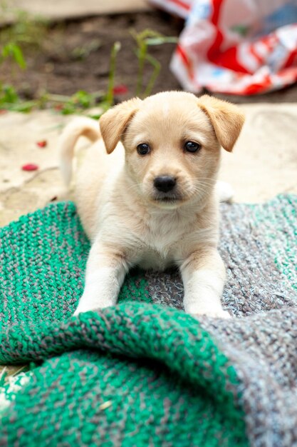 Cachorro fofo pequeno no quintal