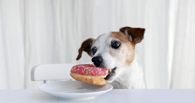 Cachorro fofo roubando donut do prato na mesa