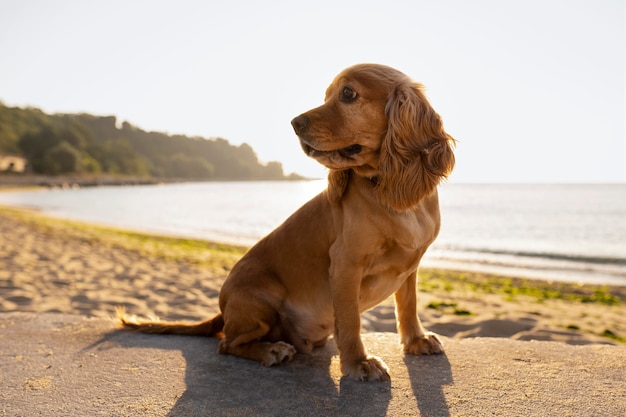 Foto cachorro fofo sentado ao ar livre