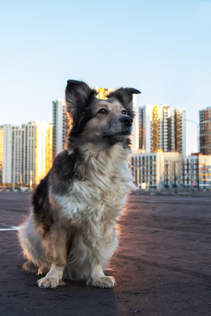 Cachorro fofo sentado contra o pano de fundo de edifícios altos modernos