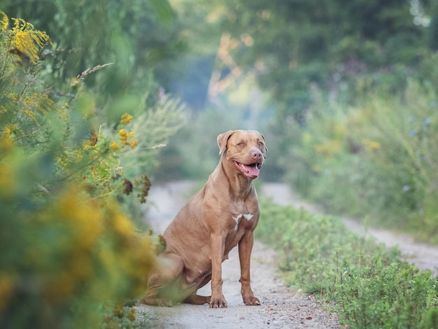 Cachorro fofo sentado na estrada contra o fundo de árvores verdes em um dia claro e ensolarado Closeup ao ar livre Luz do dia Conceito de cuidado educação obediência treinamento e criação de animais de estimação