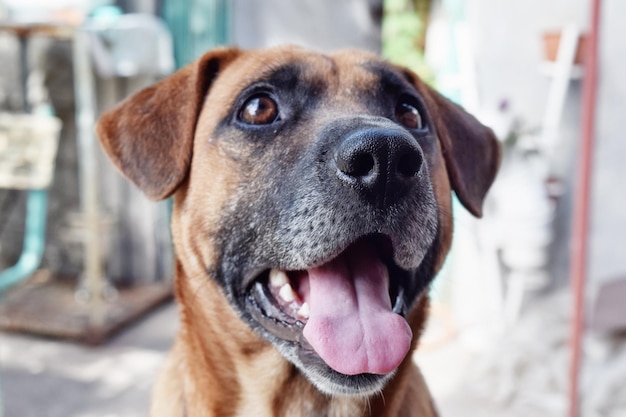 Foto cachorro fofo sorrindo