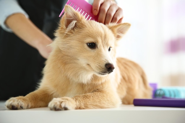 Cachorro fofo Spitz em salão de beleza