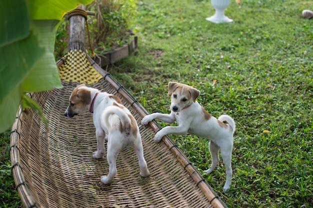 Cachorro fofo tailandês fica em berço de bambu