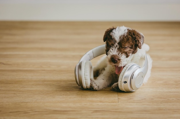 Cachorro Fox Terrier jugando con auriculares