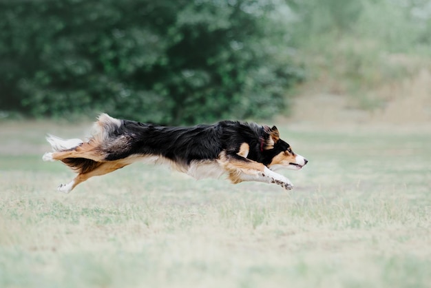 Cachorro frisbee Cachorro pegando disco voador em animal de estimação de salto brincando ao ar livre em um parque Evento esportivo achie