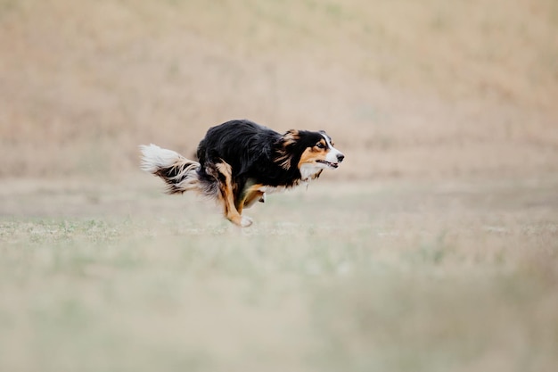 Cachorro frisbee Cachorro pegando disco voador em animal de estimação de salto brincando ao ar livre em um parque Evento esportivo achie