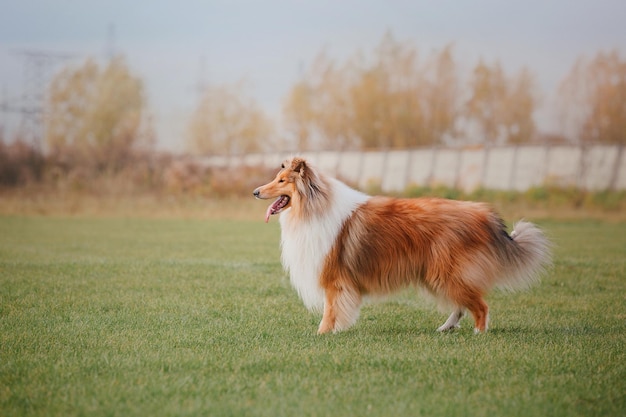 Cachorro frisbee Cachorro pegando disco voador em animal de estimação de salto brincando ao ar livre em um parque Evento esportivo achie