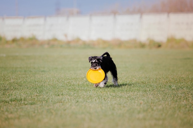 Cachorro frisbee Cachorro pegando disco voador em animal de estimação de salto brincando ao ar livre em um parque Evento esportivo achie