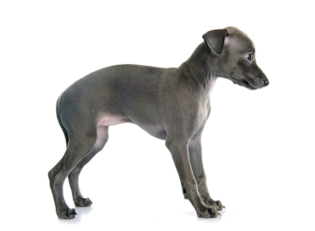 cachorro de galgo italiano