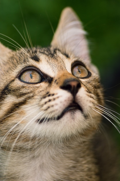 Foto cachorro gato mira hacia arriba