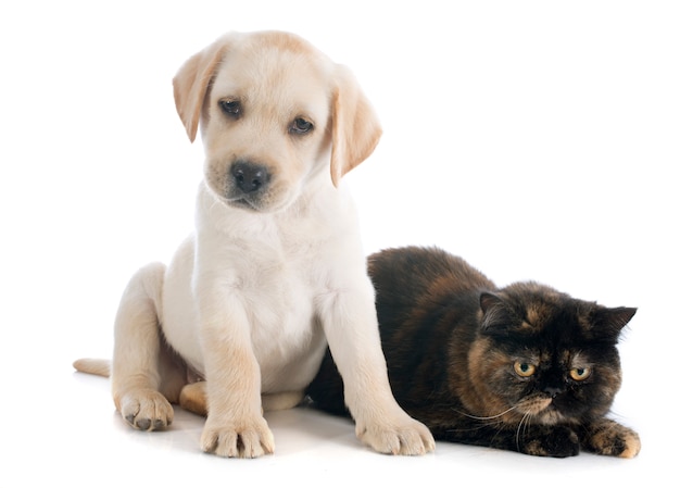 Foto cachorro y gato de pelo corto exóticos