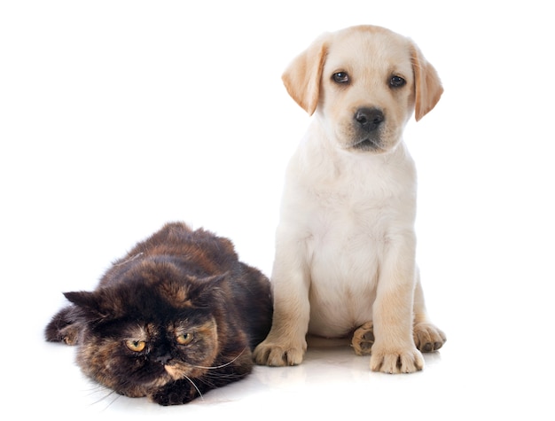 Cachorro y gato de pelo corto exóticos