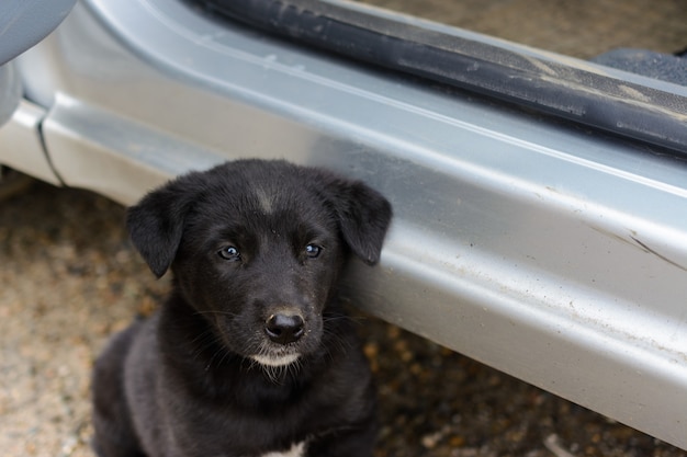 Cachorro gentil, fofo, pequeno, faminto, pobre, abandonado, sem teto quer comer e encontrar um dono. o conceito de proteção de animais vadios. a interação de humanos e animais.