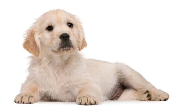 Cachorro golden retriever (20 semanas)