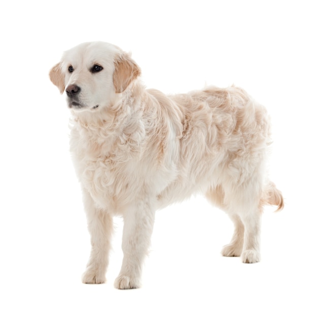 Cachorro golden retriever aislado en blanco