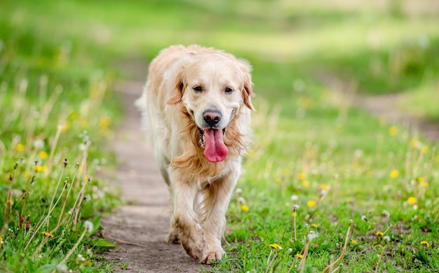 Cachorro Golden Retriever ao ar livre no verão