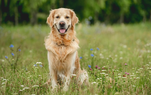 Cachorro Golden Retriever ao ar livre no verão