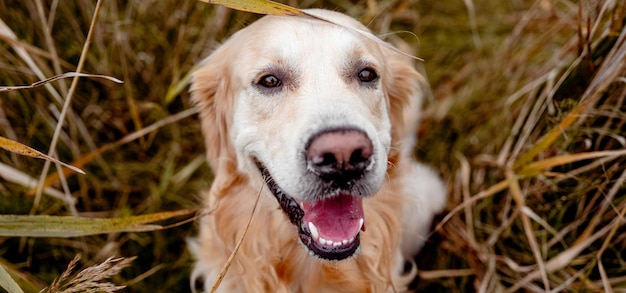 Cachorro golden retriever ao ar livre