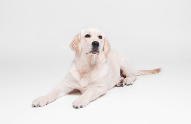 Cachorro Golden retriever en blanco