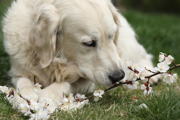 cachorro golden retriever brincando ao ar livre