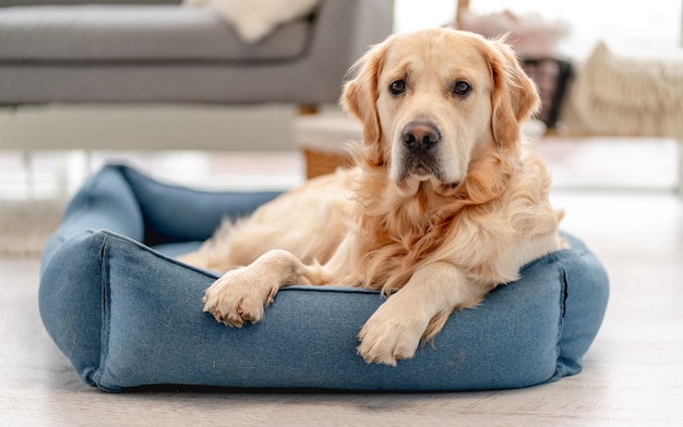 Cachorro golden retriever brincando com um anel de mordida em casa