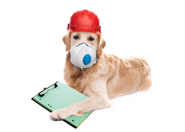 Cachorro Golden Retriever com respirador e capacete protetor segurando um caderno isolado no fundo branco