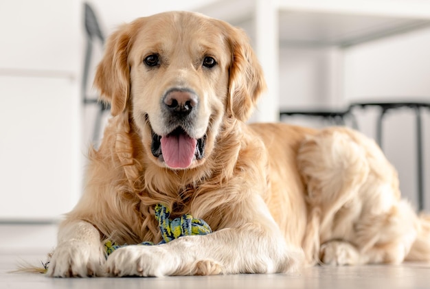 Cachorro golden retriever em casa