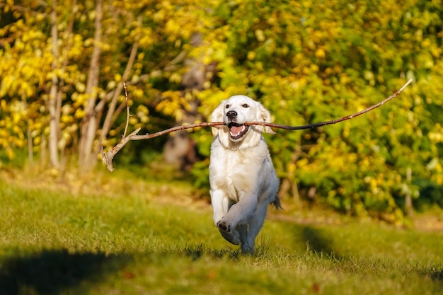 Cachorro de golden retriever feliz corre con un palo largo en los dientes en el parque de otoño