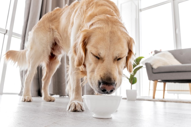 Cachorro golden retriever fofo bebendo água de uma tigela de pé no chão em casa