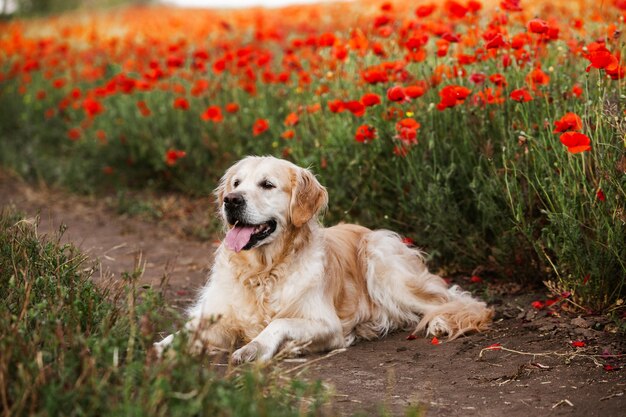 Cachorro golden retriever fofo no campo de papoula