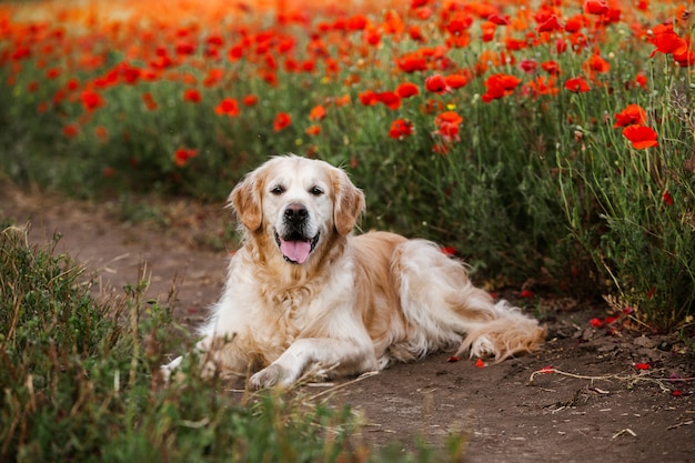 Cachorro golden retriever fofo no campo de papoula