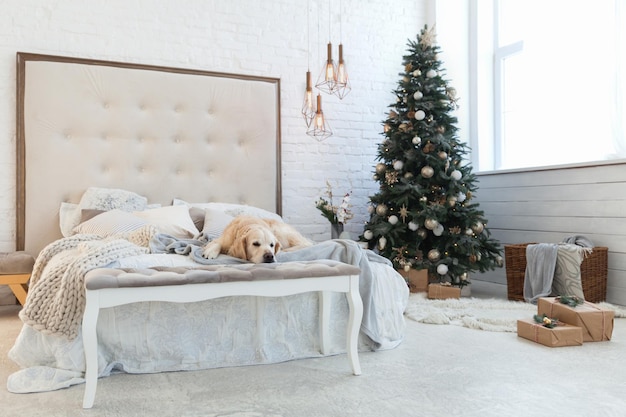 Cachorro golden retriever en lujosos colores brillantes dormitorio clásico ecléctico con cama king-size, espejo, árbol de Navidad con decoración y regalos en cajas. Hotel que admite mascotas o habitación en casa.